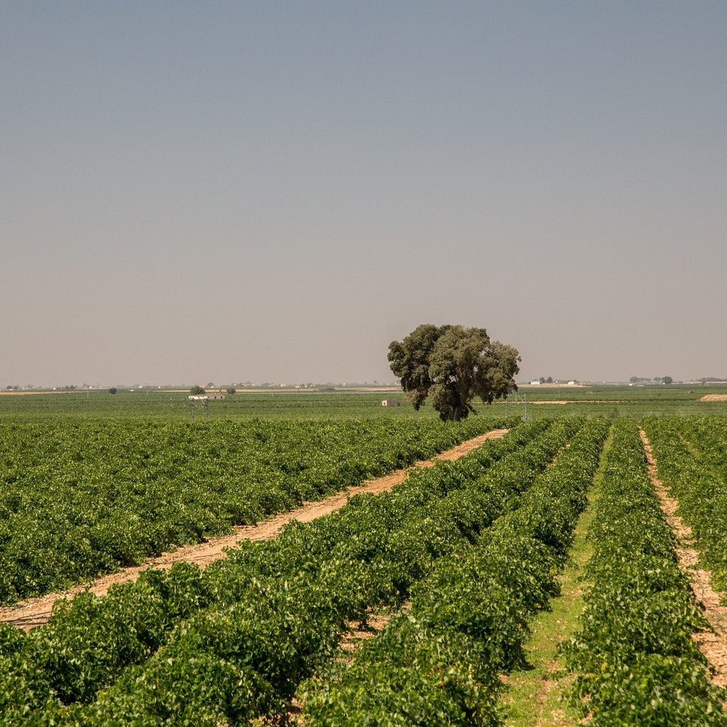 Organic Extra Virgin Cold-Pressed Grapeseed Oil | Single-Farm Spain