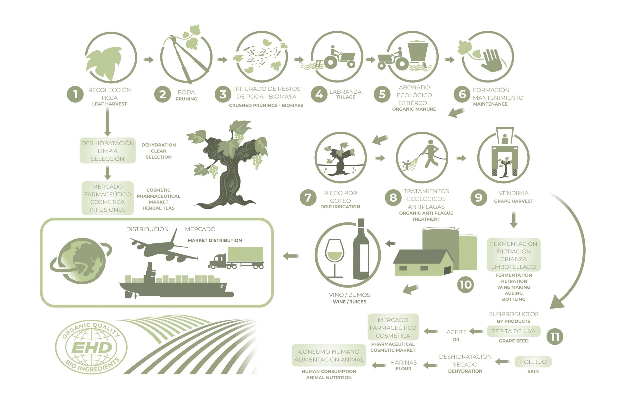 Organic Extra Virgin Cold-Pressed Grapeseed Oil | Single-Farm